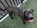 Adopt BRUNO a Pit Bull Terrier