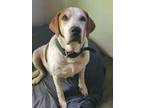 Adopt Hoss a Brown/Chocolate - with White Basset Hound / Bloodhound dog in