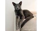 Adopt Periwinkle a Gray or Blue Domestic Shorthair / Mixed cat in Jupiter