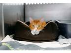 Adopt Sebastian a Domestic Shorthair / Mixed cat in Kalamazoo, MI (38055619)