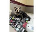 Adopt Trixie CNL a Domestic Shorthair / Mixed cat in Kalamazoo, MI (37367244)