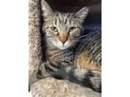 Adopt Wendy a Domestic Shorthair / Mixed cat in Kalamazoo, MI (35338835)