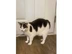 Adopt MEMMERS is a BOBTAIL a Manx, American Bobtail