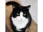 Adopt Sully a Domestic Short Hair