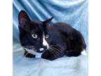 Adopt Sassafrass a Black & White or Tuxedo Domestic Shorthair (short coat) cat