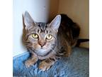 Adopt Nissa a Tiger Striped Domestic Shorthair (short coat) cat in Hornell