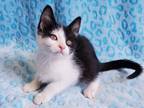 Adopt Macadamia a Black & White or Tuxedo Domestic Shorthair (short coat) cat in