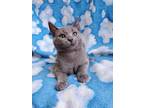 Adopt Gus a Gray or Blue Domestic Shorthair (short coat) cat in Hornell