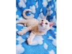 Adopt Jaq a Tan or Fawn Domestic Shorthair (short coat) cat in Hornell