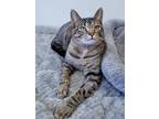 Adopt Iris a Tiger Striped Domestic Shorthair (short coat) cat in Hornell
