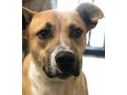 Adopt Woody a Shepherd, Hound