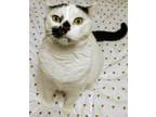 Adopt Holly a White (Mostly) Domestic Shorthair / Mixed (short coat) cat in