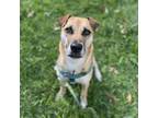 Adopt Max a Mixed Breed