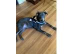 Adopt Sister - NEW ENGLAND ADOPTER/FOSTER NEEDED a Black - with White Mixed