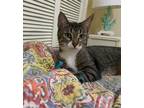 Adopt Molly a Domestic Shorthair / Mixed (short coat) cat in St.