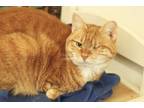 Adopt Callie (S 01/20-01) a Orange or Red Tabby Domestic Shorthair (short coat)