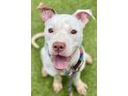 Adopt Prince Ali a Pit Bull Terrier, Mixed Breed