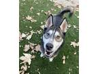 Adopt AZUL a Black - with White Husky / Mixed dog in Chula Vista, CA (35741683)
