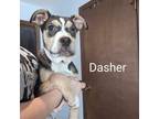 Adopt Dasher a Pit Bull Terrier
