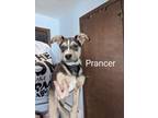 Adopt Prancer a German Shepherd Dog, Pit Bull Terrier