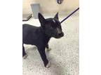 Adopt NOVA a Black - with White Labrador Retriever / Mixed dog in Conroe
