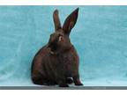 Adopt BAMBOO a Black Havana / Mixed rabbit in San Jose, CA (36106533)