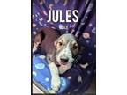 Adopt Jules a Australian Shepherd