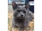 Adopt Meeps a Domestic Mediumhair / Mixed (short coat) cat in Palatine