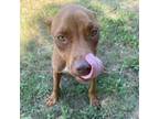 Adopt Star a Brown/Chocolate Mixed Breed (Medium) / Mixed dog in Donalsonville