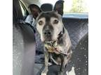 Adopt Dru Berry a Brindle Pit Bull Terrier / Mixed dog in Albert Lea
