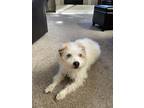Adopt Sasha a White - with Brown or Chocolate Jack Russell Terrier / Mixed dog