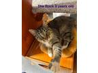 Adopt Rock a Domestic Short Hair