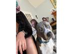 Adopt Chilly a Gray/Silver/Salt & Pepper - with White American Pit Bull Terrier