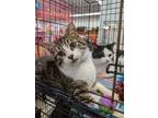 Adopt Remy & Colette a Domestic Short Hair