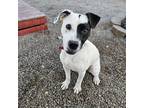 Adopt Tiffany a White - with Tan, Yellow or Fawn Labrador Retriever / Mixed dog