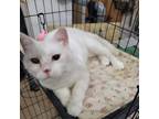 Adopt Sarabi a White Domestic Shorthair / Mixed cat in Rochester, MN (37977922)