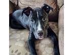 Adopt Butch Cassidy a Pit Bull Terrier, Bull Terrier