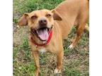 Adopt Jackie FJ a Red/Golden/Orange/Chestnut Terrier (Unknown Type