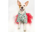Adopt PORTIA a White - with Brown or Chocolate Australian Cattle Dog / Cattle