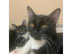 Adopt Reeve a All Black Domestic Longhair / Mixed cat in Cumming, GA (38257168)
