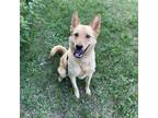 Adopt Max a Tan/Yellow/Fawn German Shepherd Dog / Mixed dog in Crookston