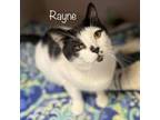 Adopt Rayne 23299 a Domestic Short Hair