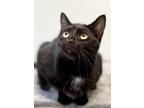 Adopt Honeydew a All Black Domestic Shorthair / Domestic Shorthair / Mixed cat