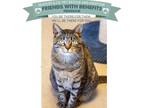 Adopt Spring Roll a Domestic Shorthair / Mixed (short coat) cat in Park City