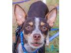 Adopt Zena a Brown/Chocolate - with White Italian Greyhound / Mixed dog in Cape