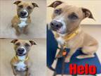 Adopt HELO a Pit Bull Terrier