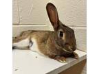 Adopt Frappe a American / Mixed rabbit in Pittsburgh, PA (38152165)