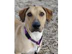 Adopt Nanook - NO FEE a Yellow Labrador Retriever