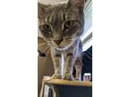 Adopt Poppy a Domestic Shorthair / Mixed (short coat) cat in Portland
