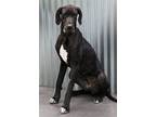 Adopt Lilly a Black - with White Great Dane / Mixed dog in Barnwell